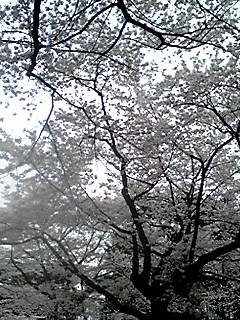 (untitled)